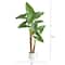5.5ft. Arrowhead Philodendron in White Decorative Planter
